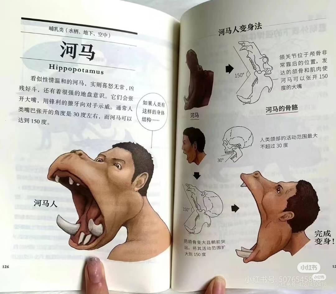 河马人变身法颌关节位于颅骨非常靠后的位置，发150°达的颌骨