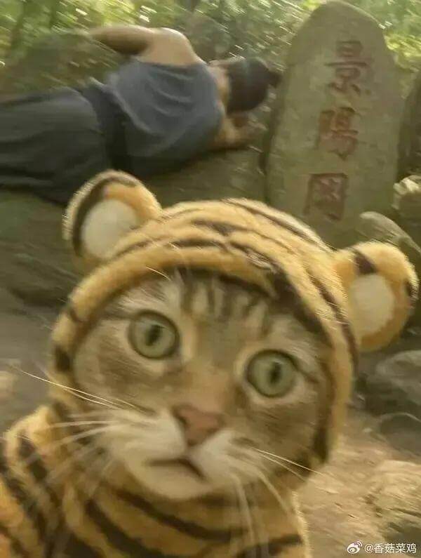 景陽网@香菇菜鸡