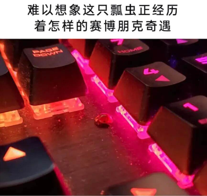 难以想象这只瓢虫正经历着怎样的赛博朋克奇遇