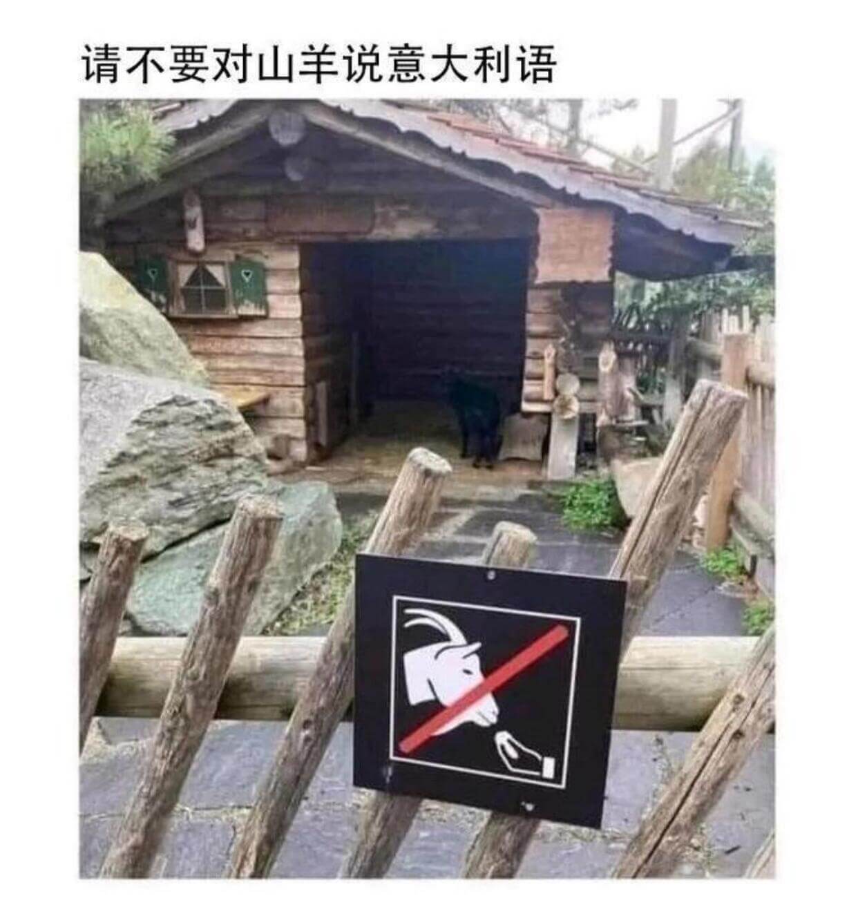 请不要对山羊说意大利语