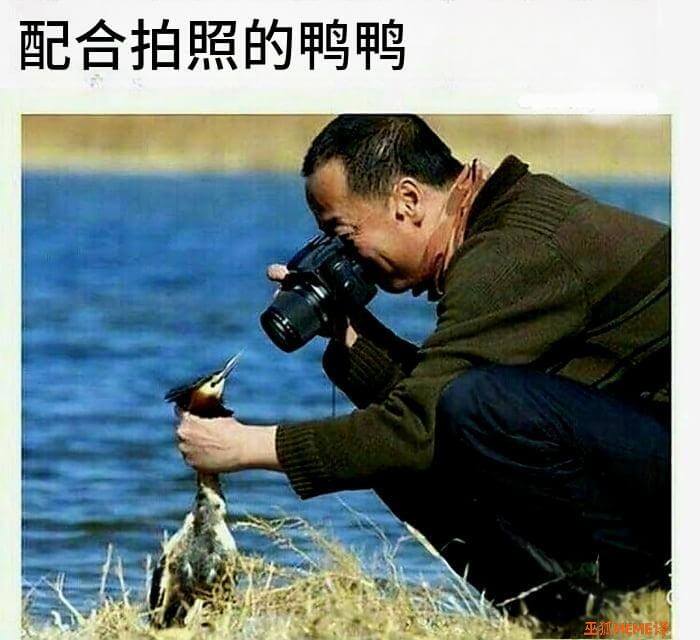 配合拍照的鸭鸭HEME