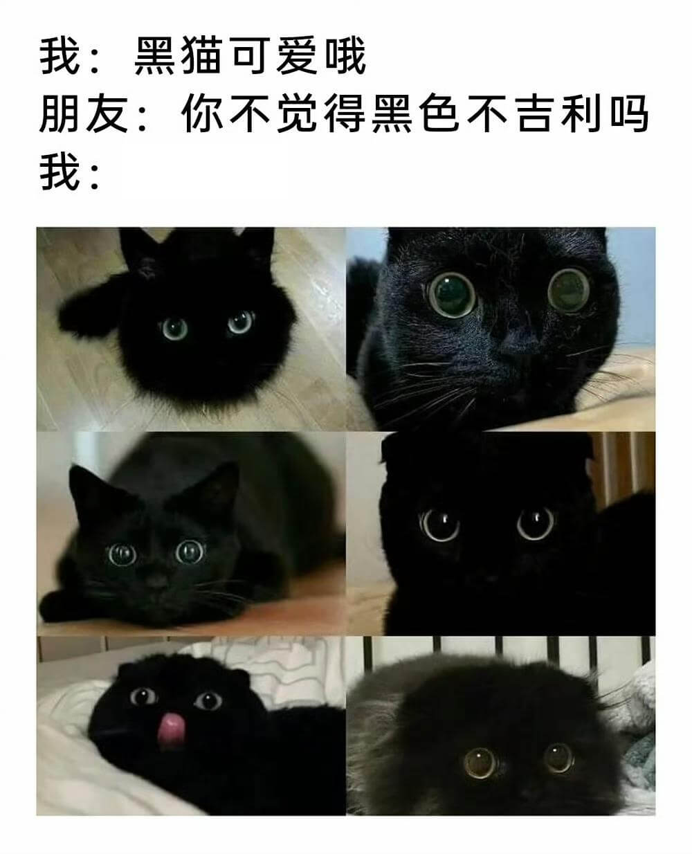 我：黑猫可爱哦朋友：你不觉得黑色不吉利吗我：