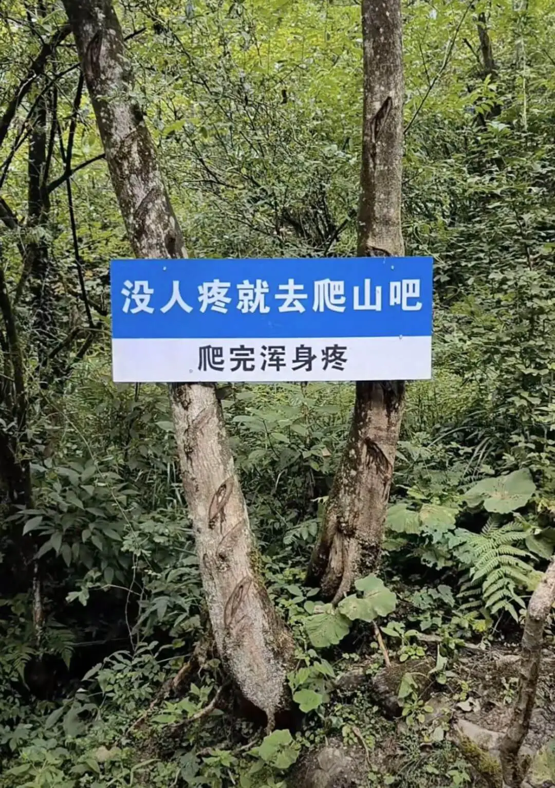 没人疼就去爬山吧爬完浑身疼