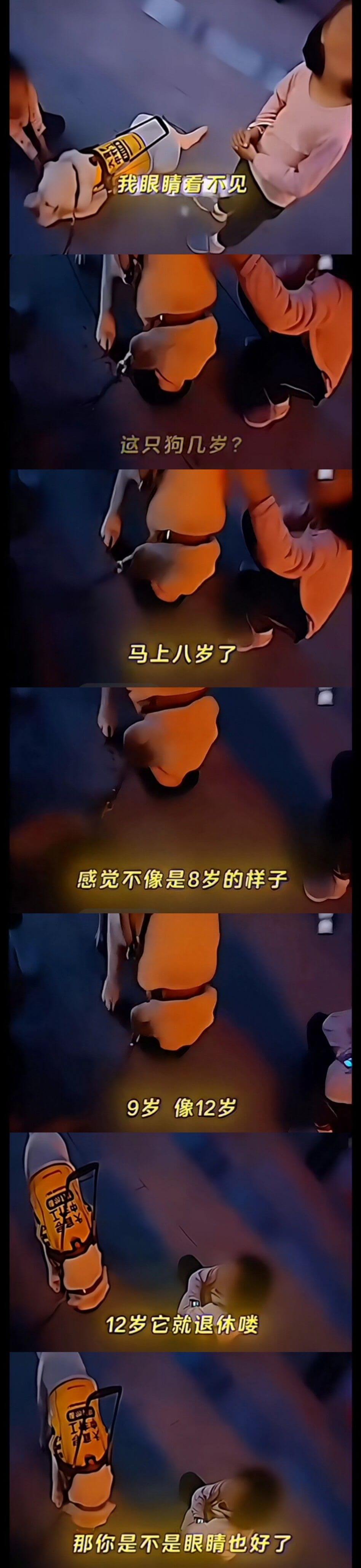 我眼晴看不见这只狗几岁？马上八岁了感觉不像是8岁的样子9岁像