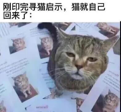 刚印完寻猫启示，猫就自己回来了：aihinifi