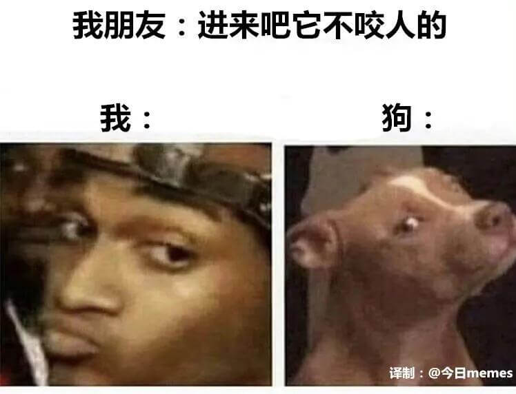 我朋友：进来吧它不咬人的我：狗：译制：@今日memes