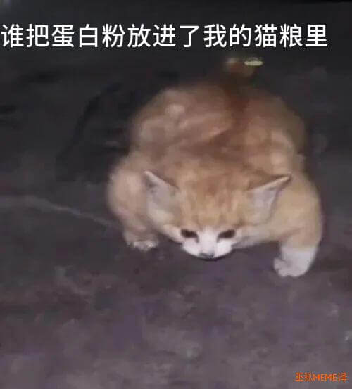谁把蛋白粉放进了我的猫粮里