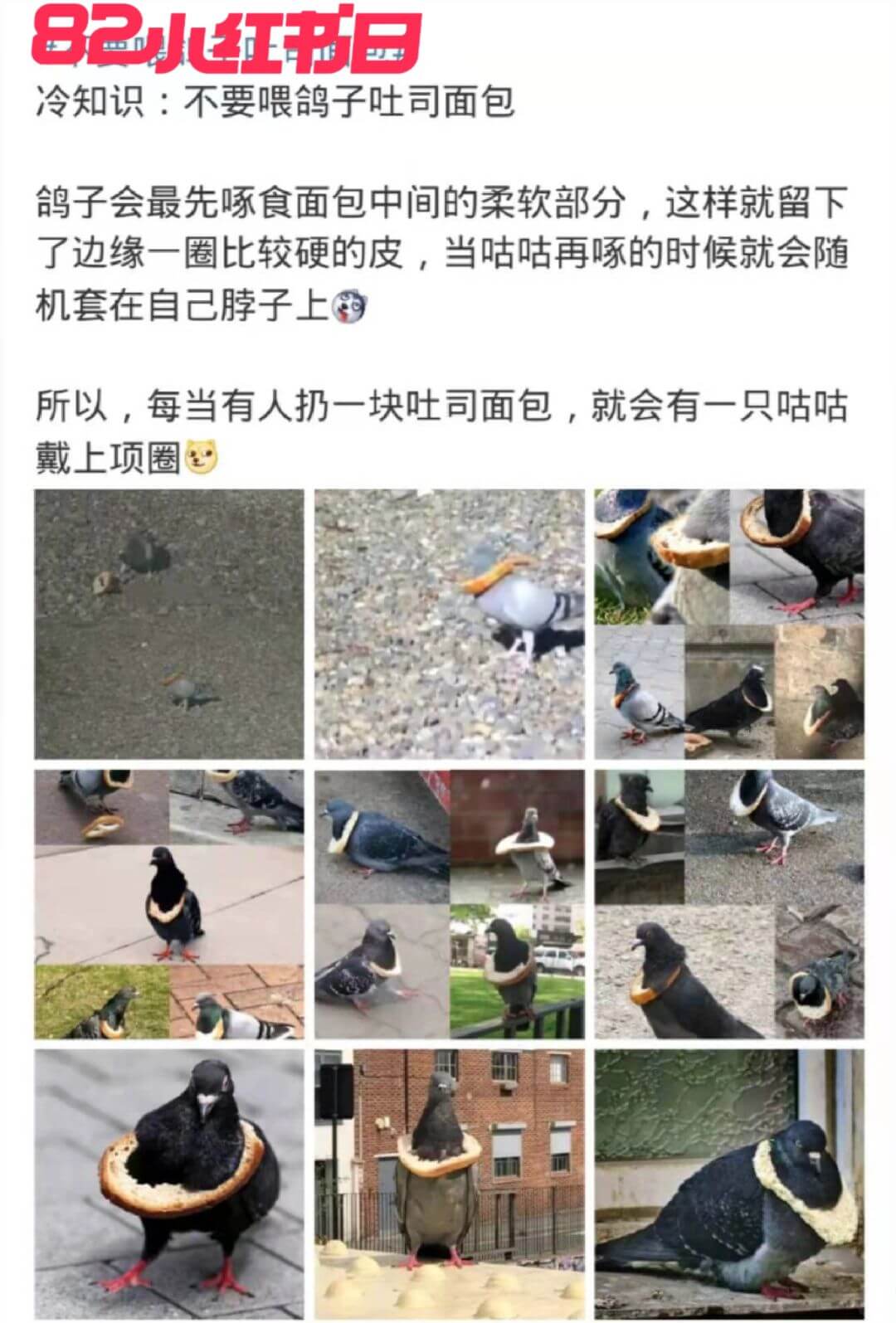 82小红书日冷知识：不要喂鸽子吐司面包鸽子会最先啄食面包中间