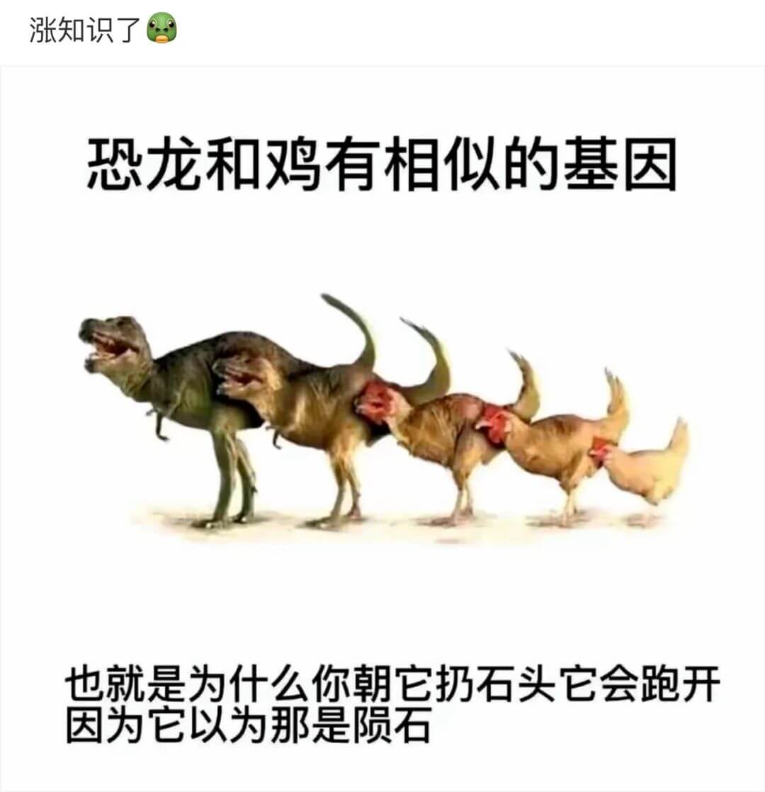 涨知识了恐龙和鸡有相似的基因也就是为什么你朝它扔石头它会跑开