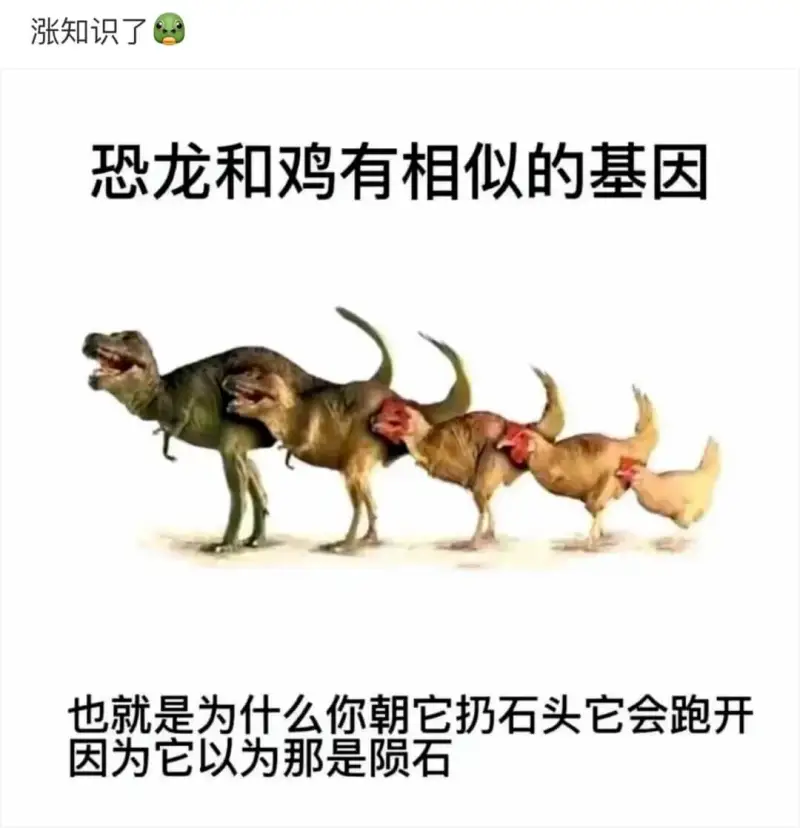 涨知识了恐龙和鸡有相似的基因也就是为什么你朝它扔石头它会跑开