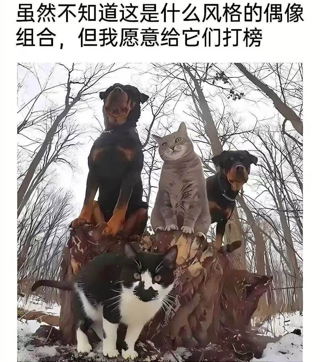 虽然不知道这是什么风格的偶像组合，但我愿意给它们打榜。