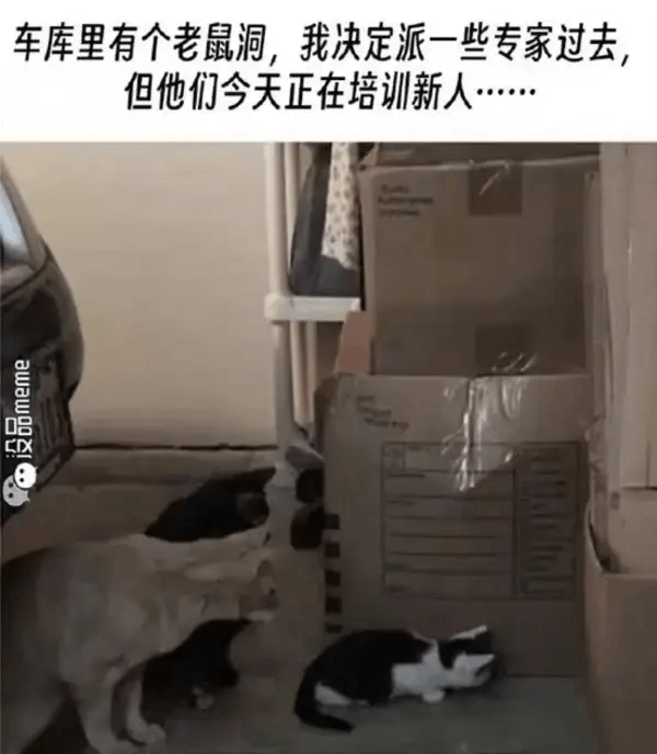 车库里有个老鼠洞，我决定派一些专家过去但他们今天正在培训新人