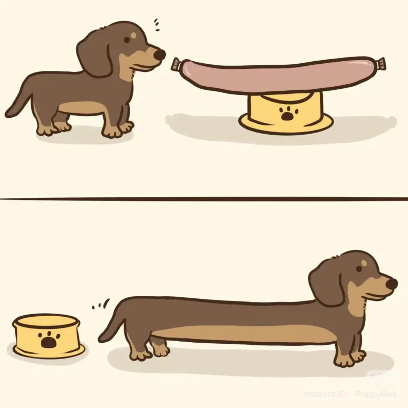 rednoteID:PuppyRoll