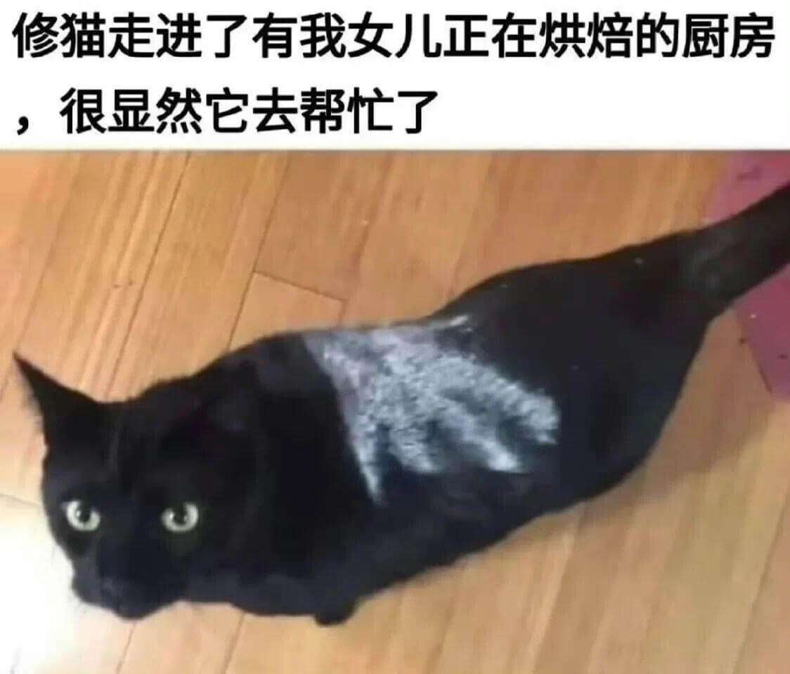 修猫走进了有我女儿正在烘焙的厨房，很显然它去帮忙了