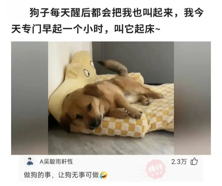 狗子每天醒后都会把我也叫起来，我今天专门早起一个小时，叫它起