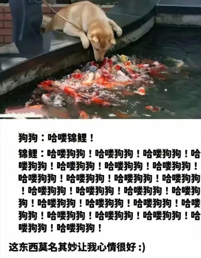 狗狗:哈喽锦鲤!锦鲤:哈喽狗狗!哈喽狗狗!哈喽狗狗!哈喽狗狗