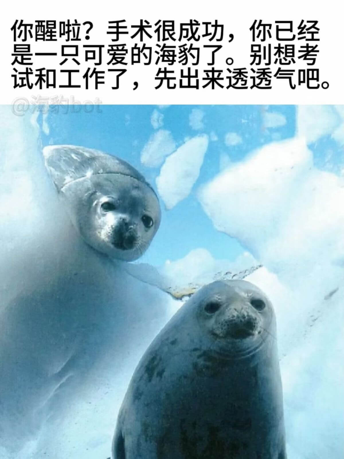 你醒啦?手术很成功，你已经是一只可爱的海豹了。别想考试和工作
