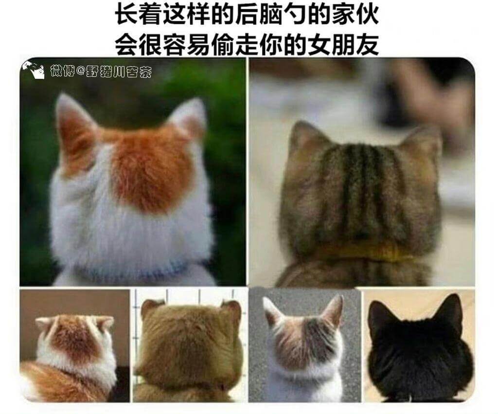 长着这样的后脑勺的家伙，会很容易偷走你的女朋友。微博：野猪川