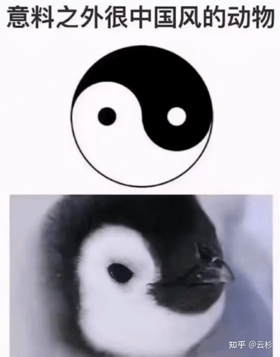 意料之外很中国风的动物知乎@云杉