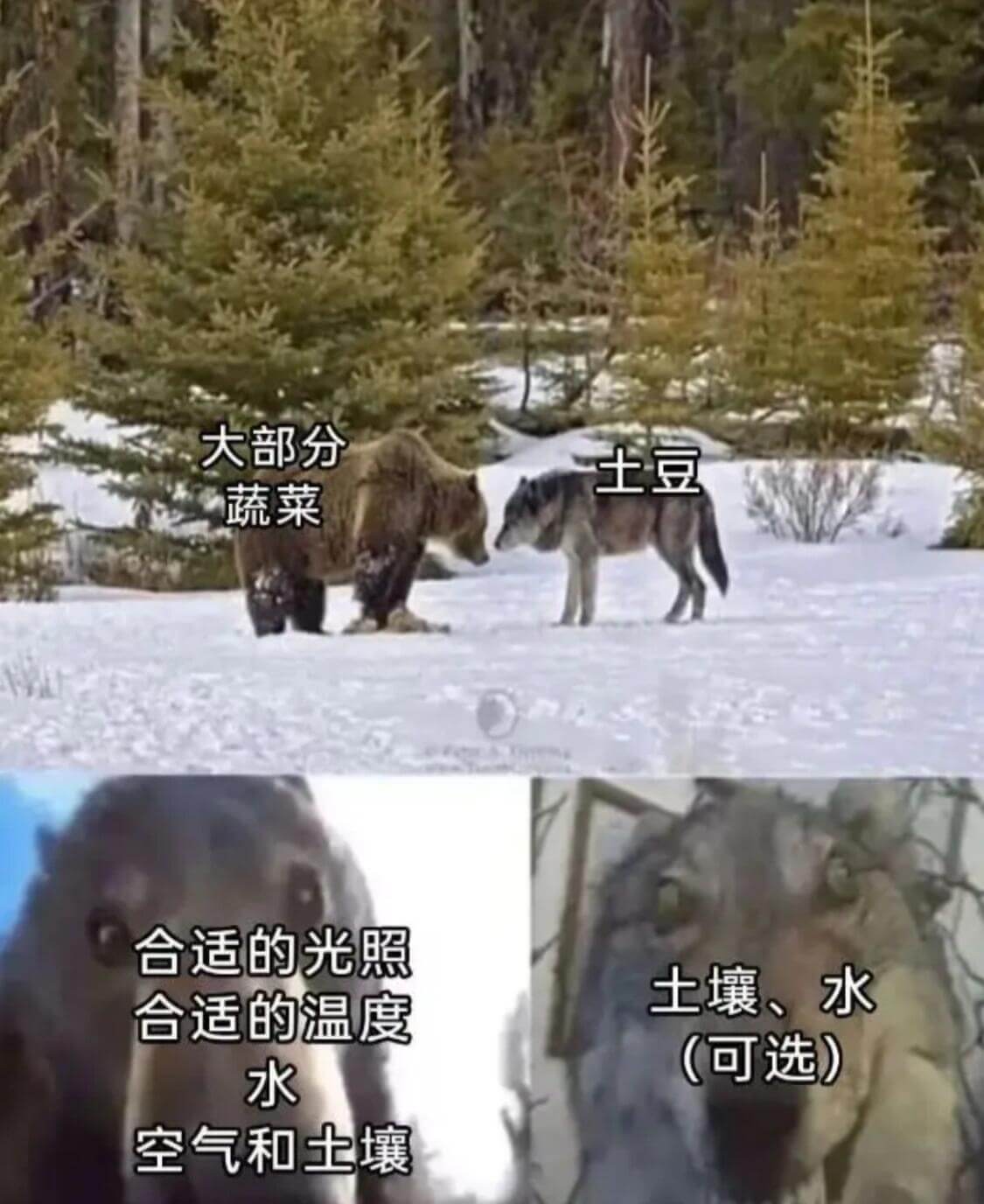 大部分土豆蔬菜合适的光照土壤、水合适的温度(可选)水空气和土