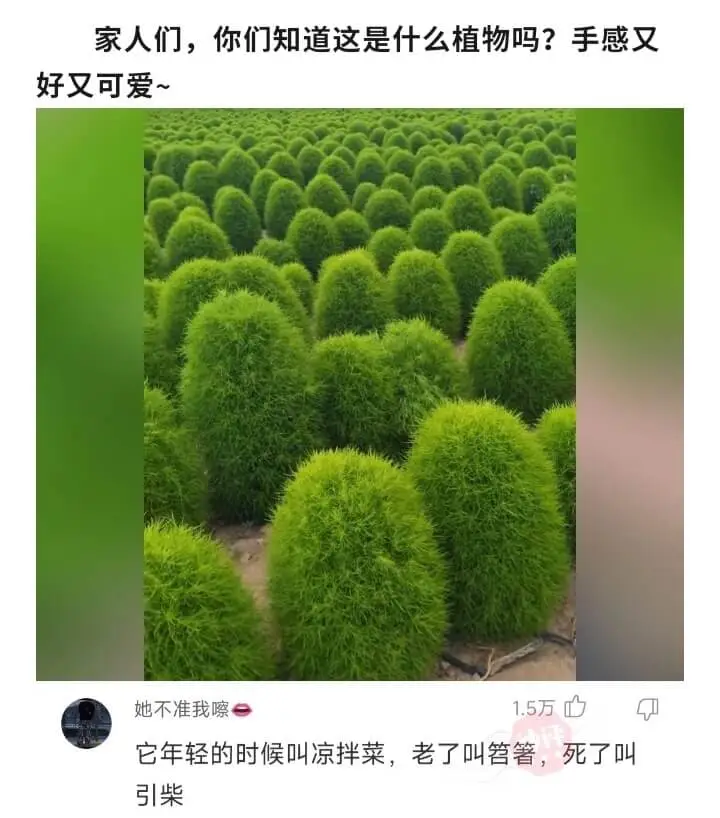 家人们，你们知道这是什么植物吗?手感又好又可爱~她不准我嚓1