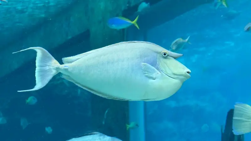 这条鱼侧脸长得有点熟悉…MakeAquariumGreatA