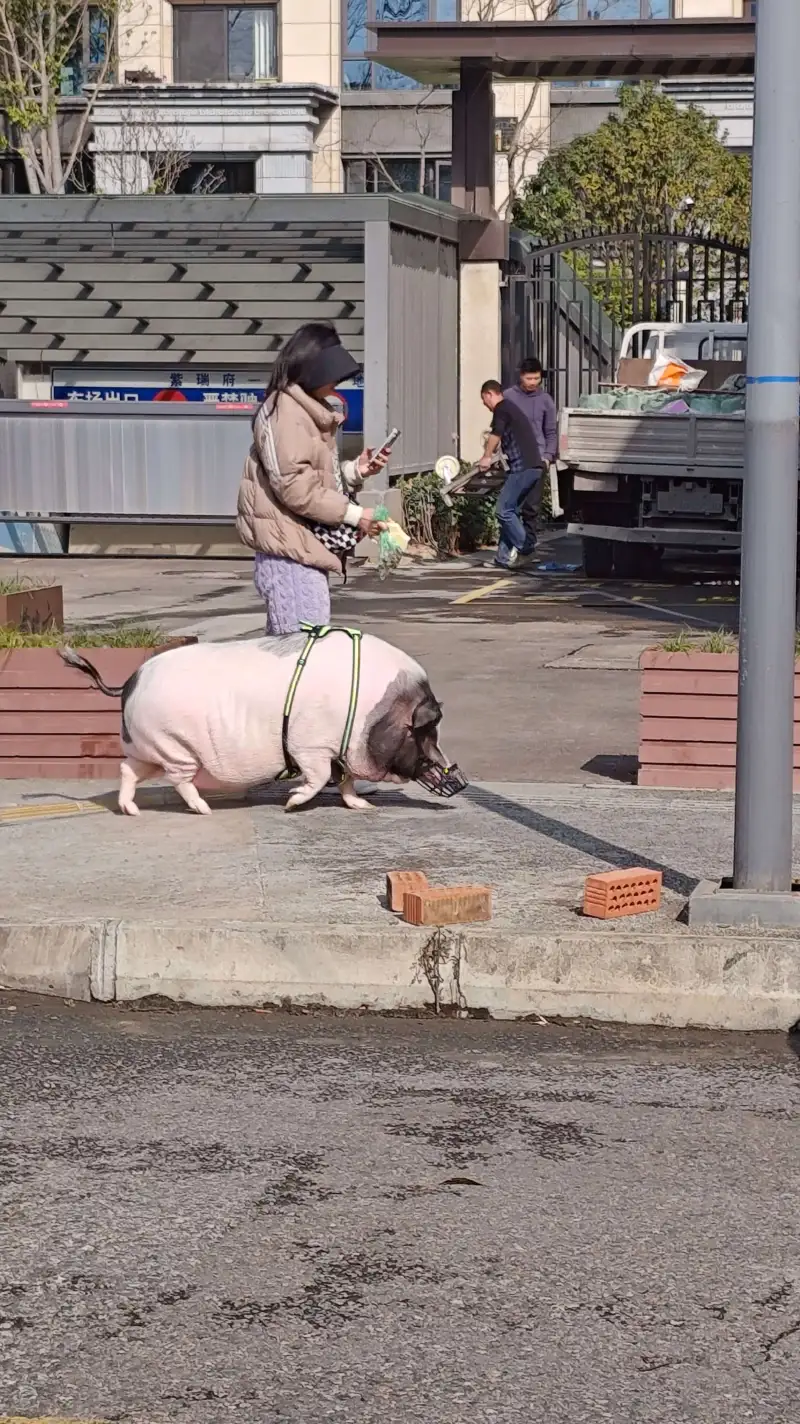 不管人家溜得啥，嘴套牵绳了