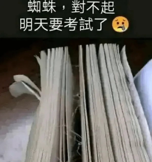 蜘蛛，對不起明天要考了