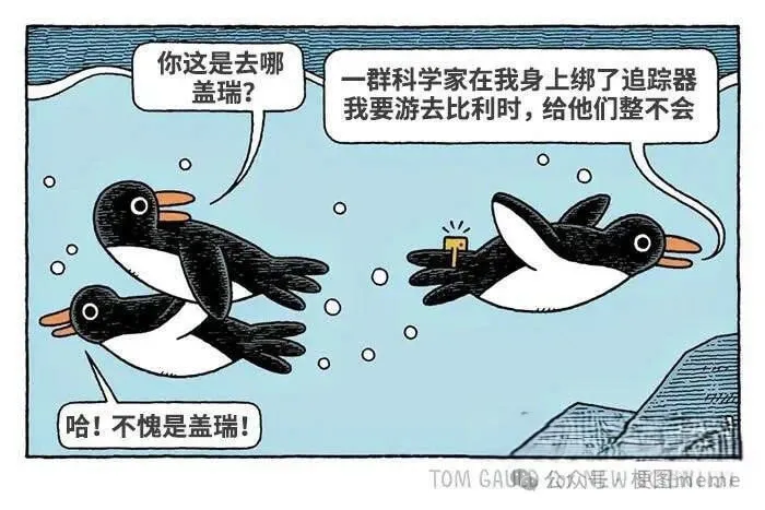 你这是去哪盖瑞？群科学家在我身上绑了追踪器我要游去比利时，给