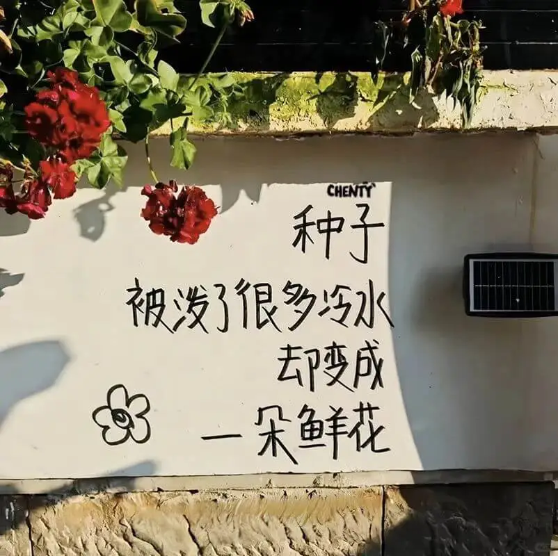 CHENTY种子被泼了很多冷水却变成一朵鲜花