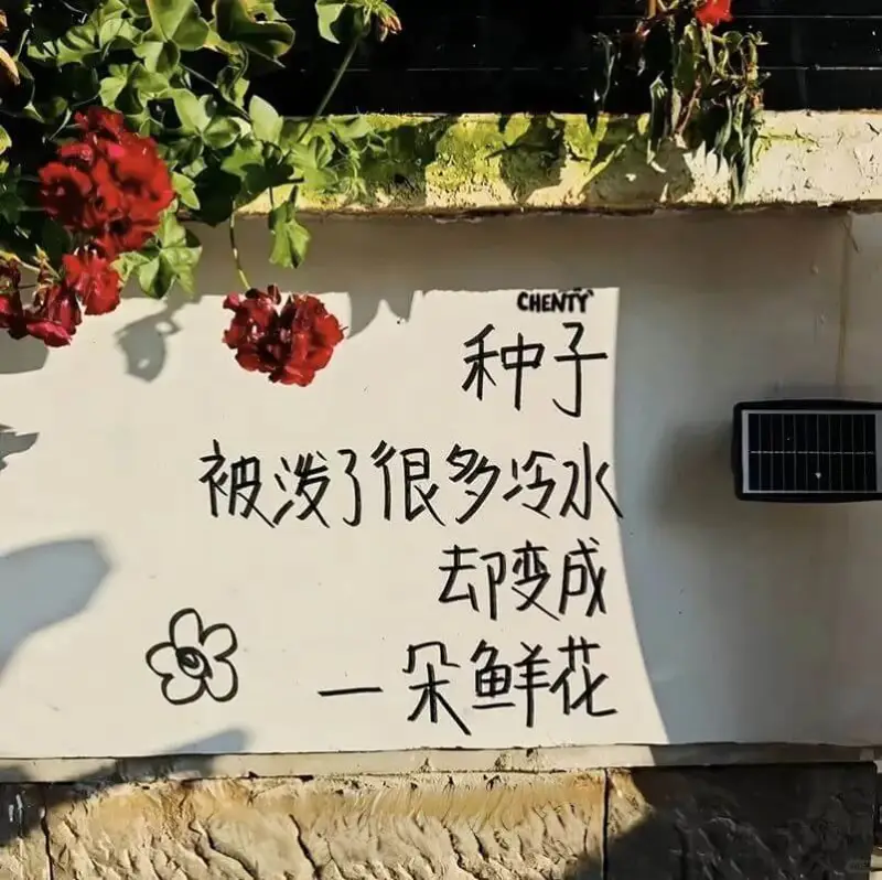CHENTY种子被泼了很多冷水却变成一朵鲜花