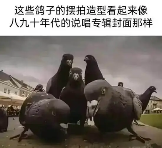 这些鸽子的摆拍造型看起来像八九十年代的说唱专辑封面那样