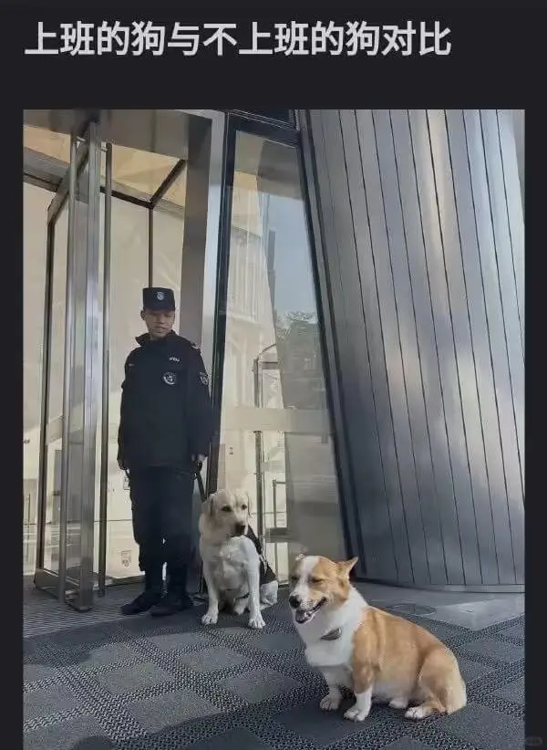 上班的狗与不上班的狗对比