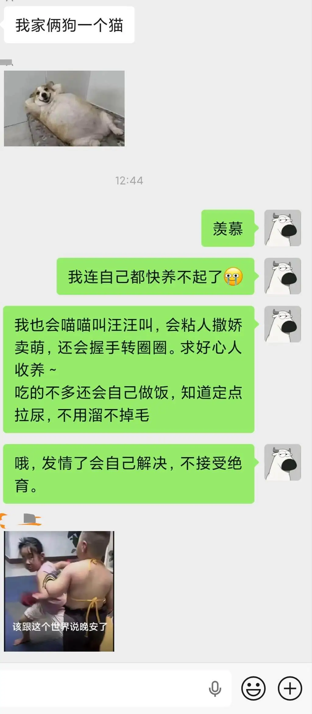 我家俩狗一个猫美慕我连自己都快养不起了。我也会喵喵叫、汪汪叫