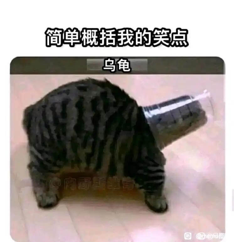 简单概括我的笑点乌龟@he图