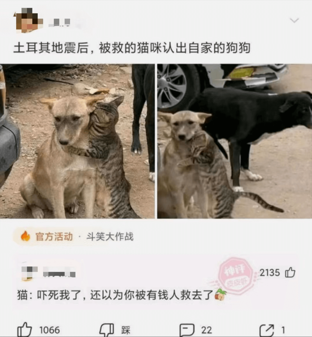 土耳其地震后，被救的猫咪认出自家的狗狗官方活动·斗笑大作战2