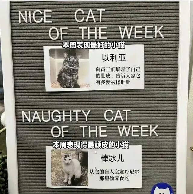 NICECATOFTHEWEEK本周表现最好的小猫以利亚向员