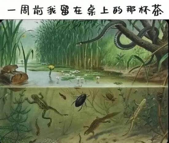 一周前我留在桌上的那杯茶