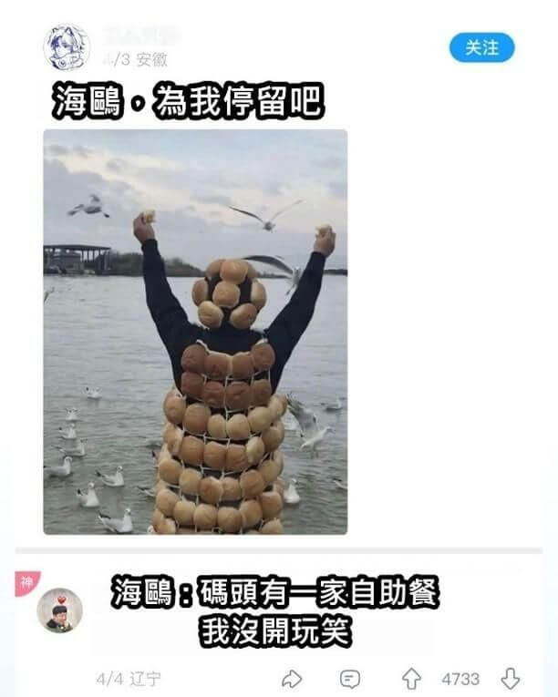 海鷗·為我停留吧海鷗:碼頭有一家自助餐，我沒開玩笑