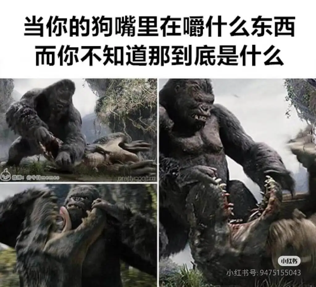 当你的狗嘴里在嚼什么东西而你不知道那到底是什么:小红书小红书