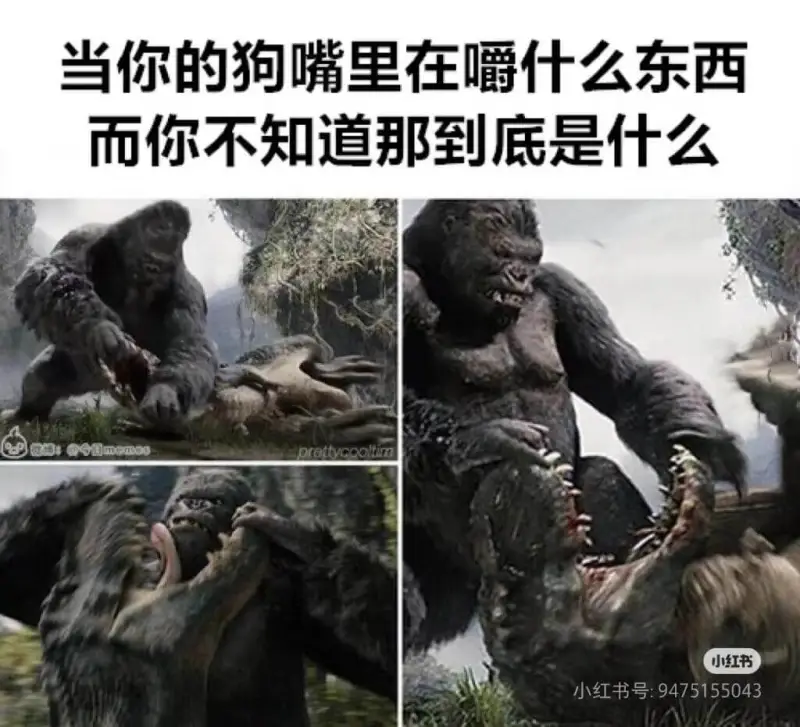当你的狗嘴里在嚼什么东西而你不知道那到底是什么:小红书小红书