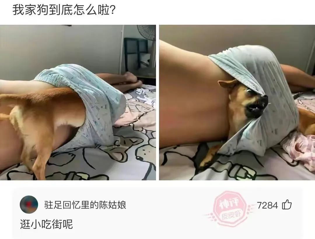 我家狗到底怎么啦?驻足回忆里的陈姑娘逛小吃街呢