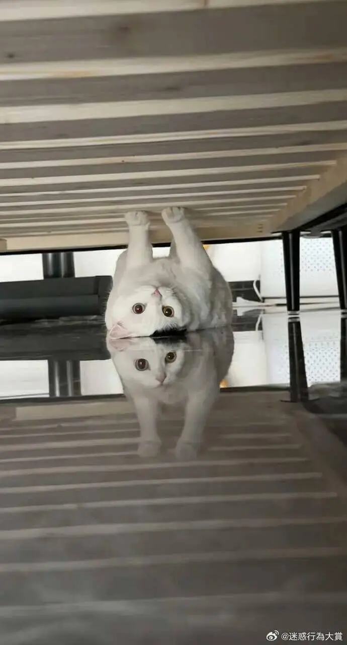@迷惑行大赏