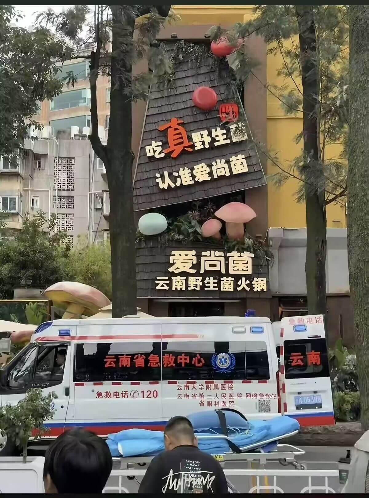 真野生认准爱尚菌爱尚菌云南野生菌火锅联系电话云南云南省急救中
