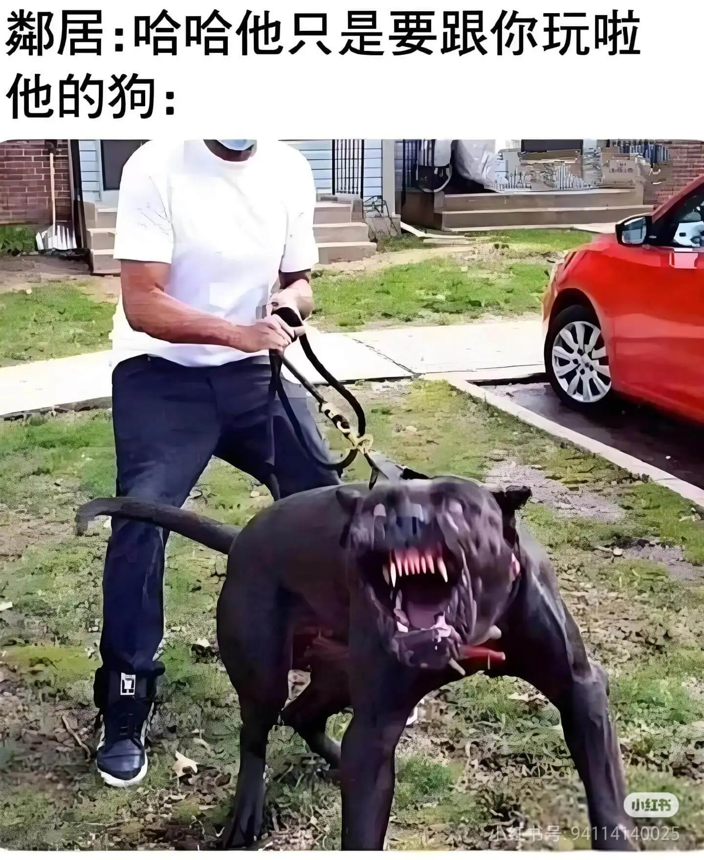 鄰居:哈哈，他只是要跟你玩啦。他的狗:小红书
