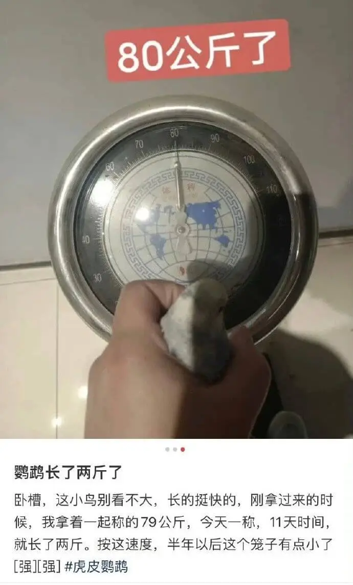 80公斤了100鹦鹉长了两斤了卧槽，这小鸟别看不大，长的挺快