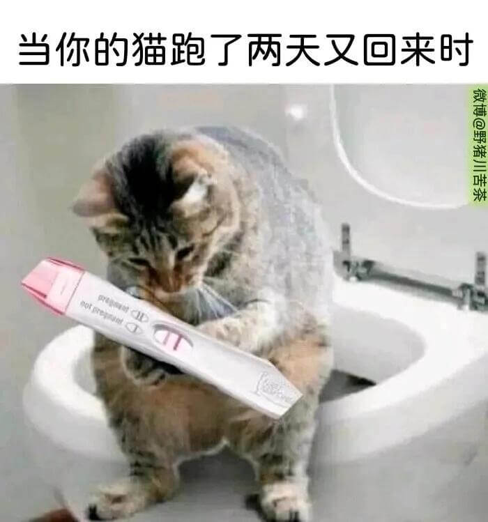 当你的猫跑了两天又回来时微博@野猪川苦茶