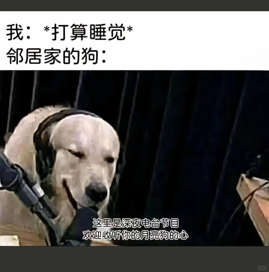 我：*打算睡觉邻居家的狗：这里是深夜电台节目欢迎收听你的月亮