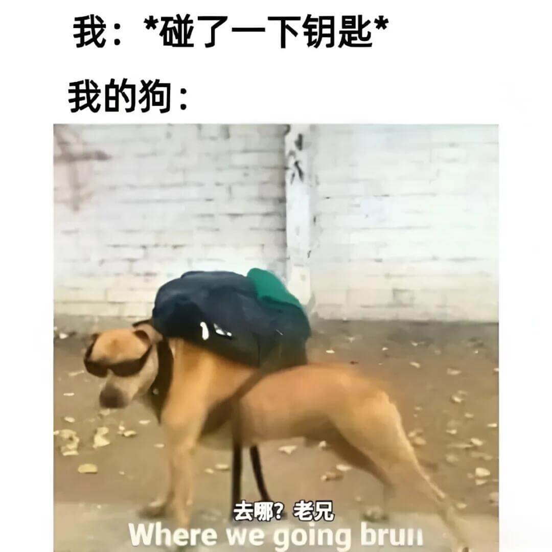 我：*碰了一下钥匙*我的狗：去哪？老兄！Wherearewe