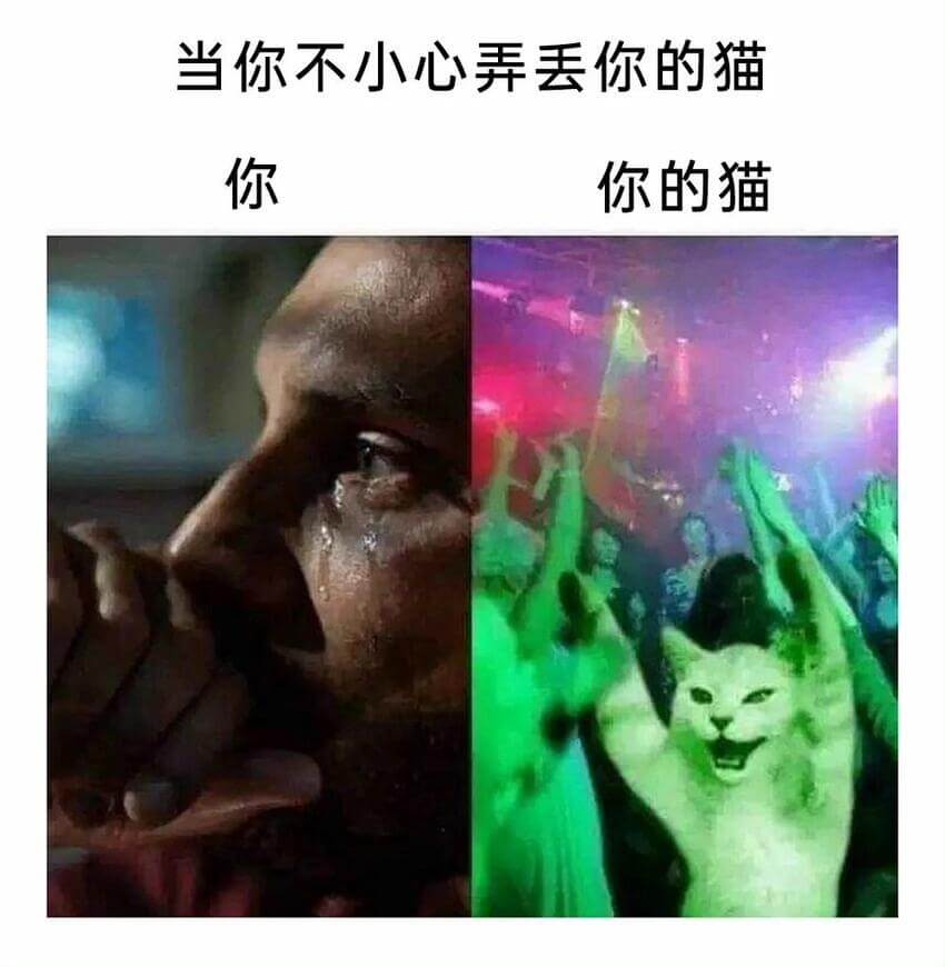 当你不小心弄丢你的猫你你的猫